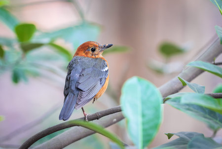 orange-headed thrush is a bird in the thrush family. It is common in well-wooded areas of the Indian...