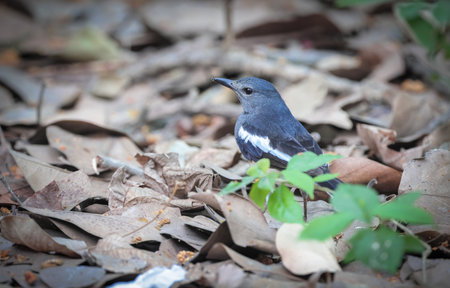 female oriental magpie robin bird on the ground.の写真素材