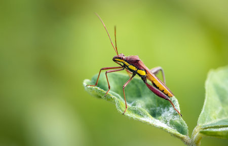 long legged insect on a leaf.this macro photo was taken from Bangladesh.