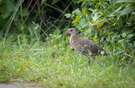 slaty-breasted rail is a rail species native to the Indian Subcontinent and Southeast Asia.の写真素材