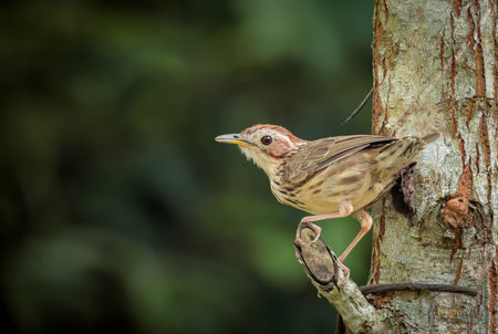 The puff-throated babbler or spotted babbler is a species of passerine bird found in Asia. They are...