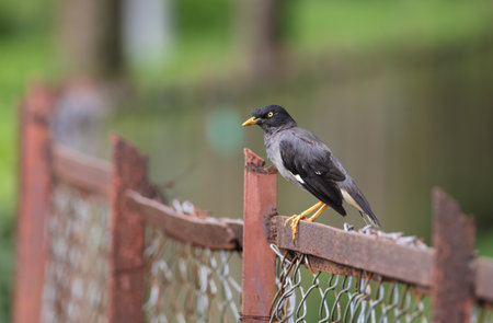 The jungle myna is a common resident breeder in tropical southern Asia from Nepal, Bangladesh, India.の写真素材