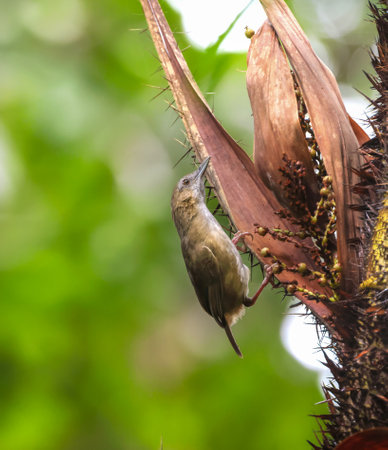 Abbott's babbler is a species of bird in the family Pellorneidae. It is widely distributed along the Himalayas in South Asia and extending into the forests of Southeast Asia.の写真素材