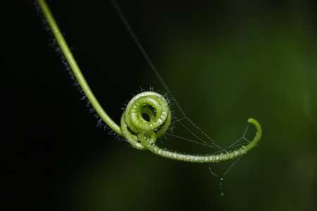Macro Photo of A creeper plant with dew drops.this photo was taken from Bangladesh.の写真素材