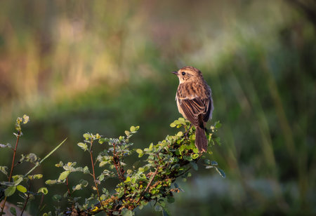 The Siberian stonechat or Asian stonechat is a recently validated species of the Old World flycatcher family.の写真素材