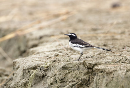 white-browed wagtail or large pied wagtail is a medium-sized bird and is the largest member of the...