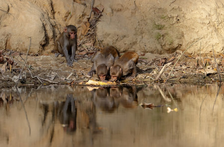 Group of monkey drinking water from pond.this photo was taken from Sylhet,Bangladesh.の写真素材