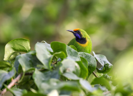golden fronted leafbird(Chloropsis aurifrons) on leaf.this photo was taken from...