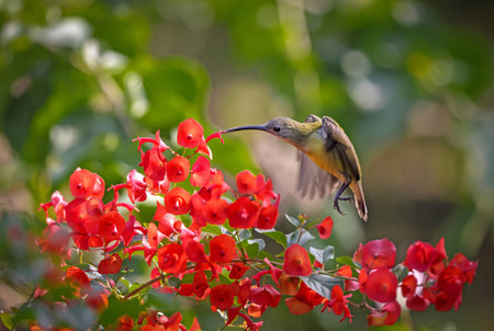 little spiderhunter is a species of long-billed nectar-feeding bird in the family Nectariniidae...