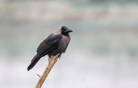 house crow on a brunch.this photo was taekn from Chittagong,Bangladesh.