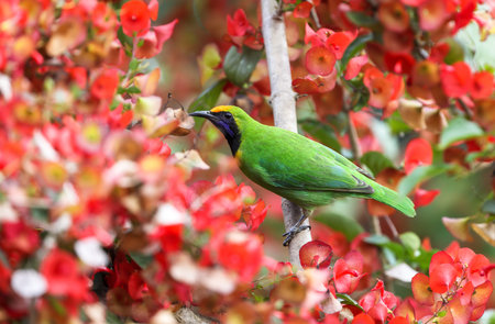 Golden-fronted Leafbird are common resident breeder in India, Sri Lanka, and parts of Southeast...