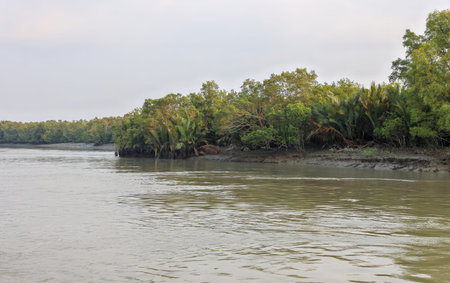 Beautiful sundarbans national park.this photo was taken from Bangladesh.