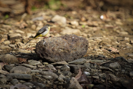 Grey wagtail sitting on rock.Grey wagtails (Motacilla cinerea) are slender ground-feeding insectivorous birds of open country.の写真素材