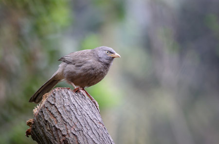 Close up photo of a Jungle Babbler.jungle babbler is a member of the family Leiothrichidae found in the Indian subcontinent.の写真素材