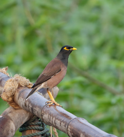 A common myna bird seating on an bamboo.this photo was taken from Bangladesh.の写真素材
