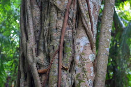 Old tree with branches.this photo was taken from Bangladesh.
