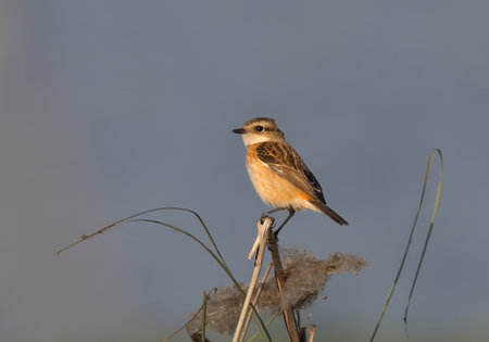 Adult female Siberian Stonechat perched on a branch. This photo was taken from Bangladesh.の写真素材