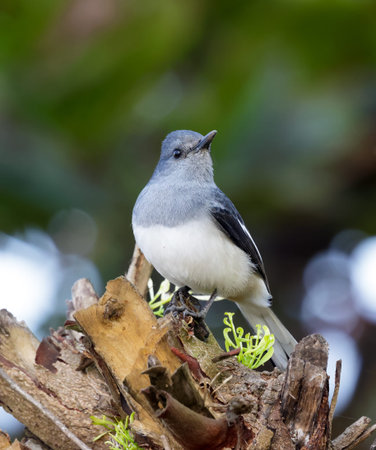 closeup shot of a female oriental magpie-robin.this photo was taken from Bangladesh.
