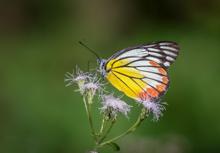 Painted Jezebel butterfly (Delias hyparete metarete).this photo was taken from Bangladesh.の写真素材