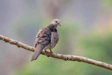 Close up  photo of a wild spotted dove bird.spotted dove (Spilopelia chinensis) is a small long-tailed pigeon that is a common and native to the Indian subcontinent and in Southeasの写真素材