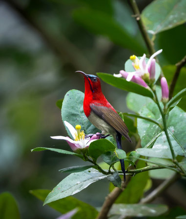 closeup photo of a male crimson sunbird.crimson sunbird is a species of bird in the sunbird family which feed largely on nectar.の写真素材