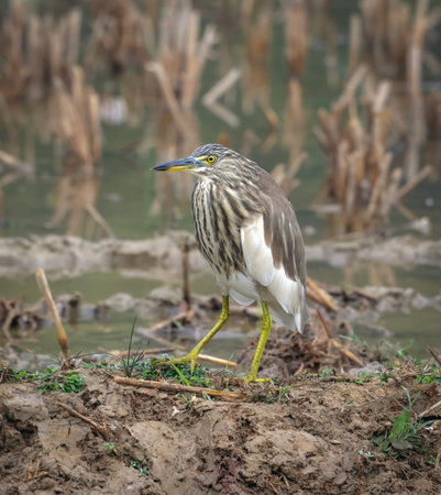 An Indian Pond Heron in non-breeding plumage.this photo was taken from Bangladesh.