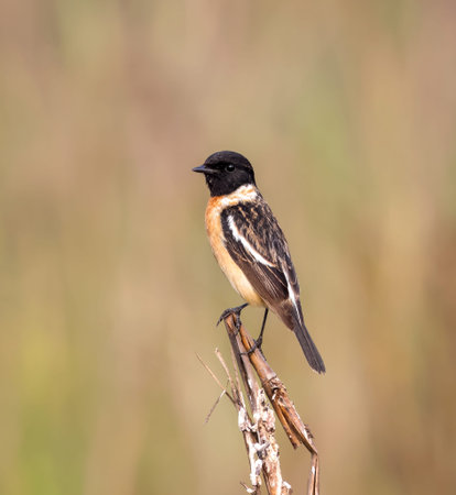 Siberian stonechat or Asian stonechat is a recently validated species of the Old World flycatcher...