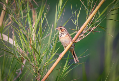 chestnut-eared bunting closeup with nature background.this photo was taken from Bangladesh.の写真素材