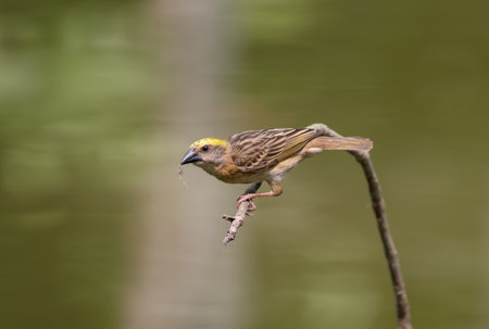 baya weaver is a weaverbird found across the Indian Subcontinent and Southeast Asia.の写真素材