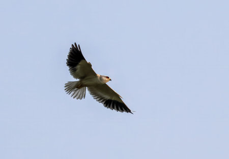 black winged kite in flight.this photo was taken from Bangladesh.