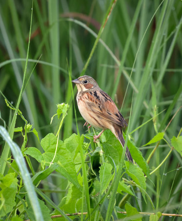 Chestnut-eared bunting (Emberiza fucata).this photo was taken from Bangladesh.