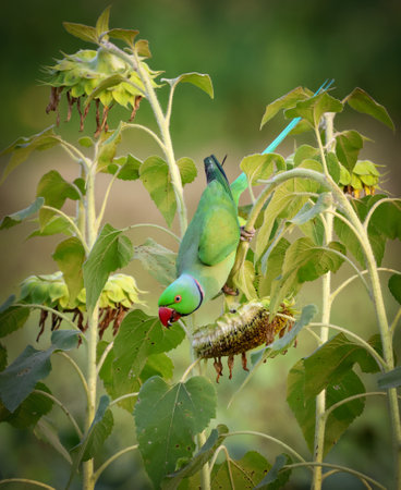 A Rose-ringed Parakeet perched gracefully on a blossom. This photo was taken from Bangladesh.の写真素材