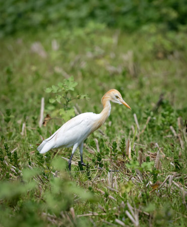 white cattle egret on grassy ground, surrounded by lush green. cattle egret is a medium sized bird, with a 'hunched' posture, even when it is standing erect.の写真素材