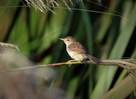 A Plain prinia perching on a grass.plain prinia, also known as the plain wren-warbler or white-browed wren-warbler, is a small cisticolid warbler found in southeast Asia.の写真素材