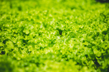 Green Lettuce leaves on garden beds in the vegetable field. Gardening background with green Salad...