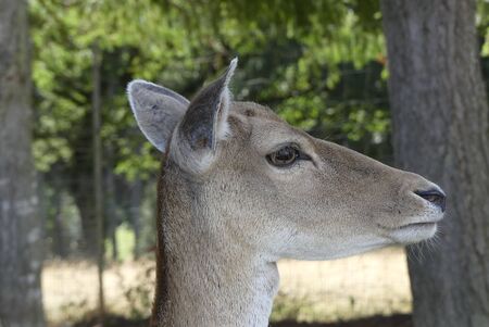 Closeup of Deer head looking rightの写真素材