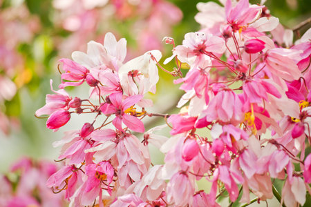 beautifully blossoming Cassia flowerの写真素材