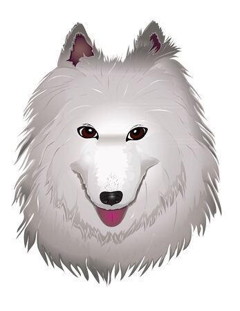 vector purebred fluffy white Samoyed dog smiles. vector illustration eps 10のイラスト素材