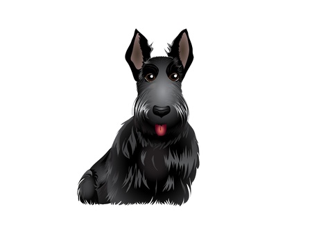 Black Scottish Terrier vector illustration eps 10のイラスト素材