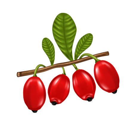 fresh barberry red realistic fruit, vector designのイラスト素材