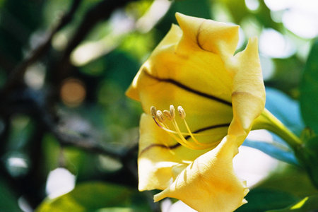 Yellow flowerの写真素材