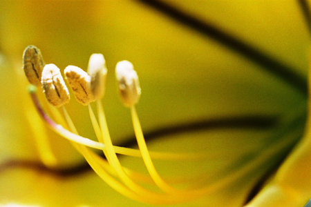 Detail of a yellow flowerの写真素材