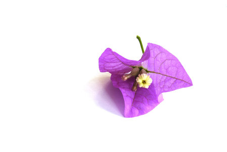 Single flower
