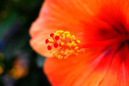 Orange hibiscusの写真素材