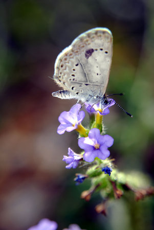 Butterfly on flowerの写真素材