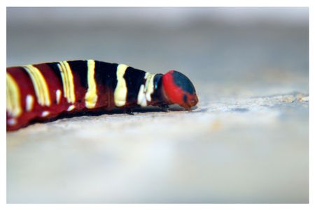 Caterpillarの写真素材