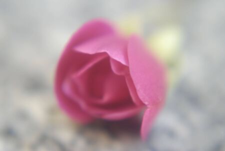 Roseの写真素材