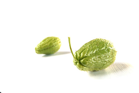 Two chayotesの写真素材