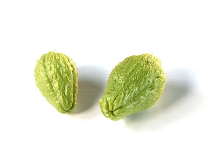 Two chayotesの写真素材