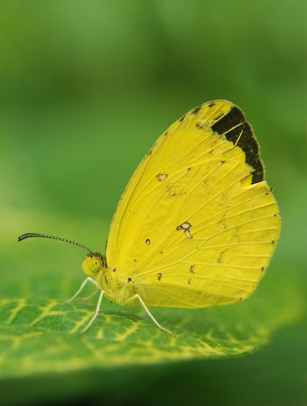 Mauritius butterflyの写真素材